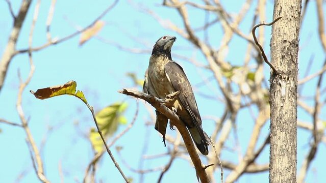 Oriental honey buzzard bird on a tree branch on nature background. Hawk. Animals.
