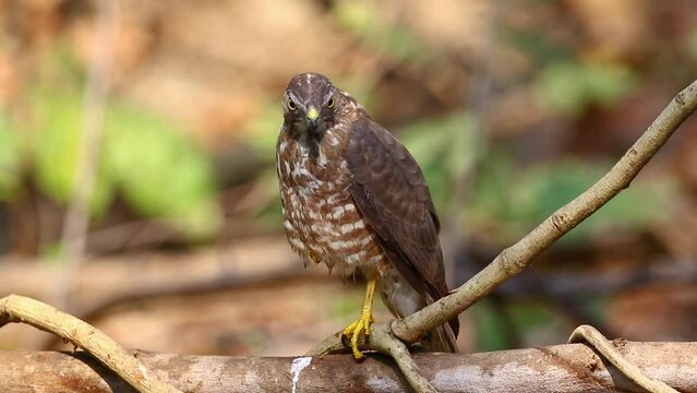 Shikra Bird ( Accipiter badius) on a tree branch on nature background. Hawk. Animals.