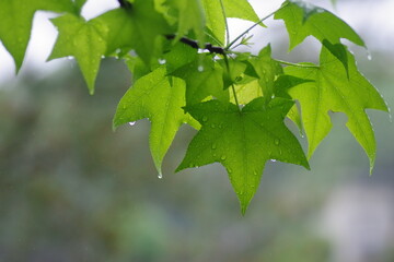 雨に濡れたトウカエデの葉
