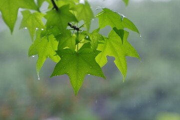 雨に濡れたトウカエデの葉
