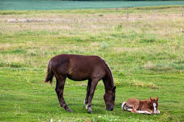 a domestic horse while grazing in a field with green grass