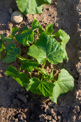 agricultural field where cucumbers are grown