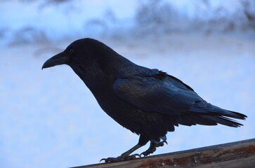 Raven on a Perch