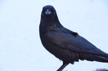 crow on the snow