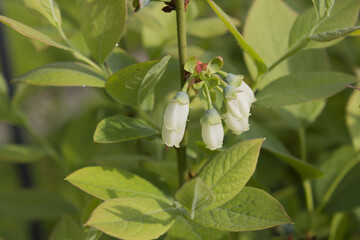 White flowers on blueberry stem