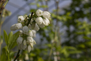 White flowers on blueberry stem
