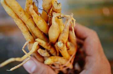Thai Kaempferia close up