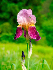 Fototapete bei efototapeten.de bestellen   