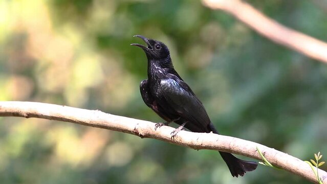 Hair crested drongo bird on a tree branch on nature background. Animals.