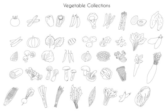 Various Vegetable drawing collections