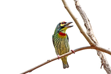 The coppersmith barbet on a branch