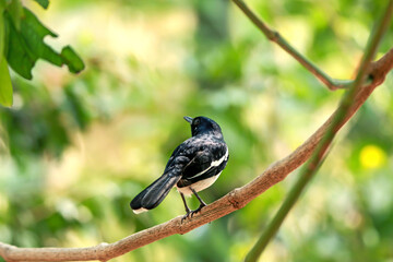 The Oriental Magpie-robin on a branch