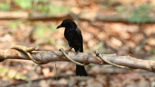 Hair Crested Drongo Bird On A Tree Branch On Nature Background. Animals.