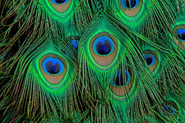 Obraz premium Detail of peacock feathers