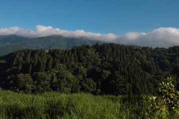 Fototapeta na wymiar landscape full of trees in a mountains of Costa Rica on a beautiful day