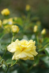 京都府立植物園の黄色いバラ