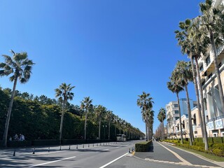 ヤシの木のある道路