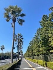 ヤシの木と空