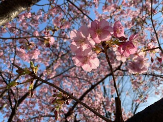 梅と空