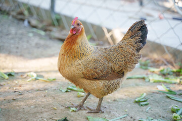 hen free range chicken poultry