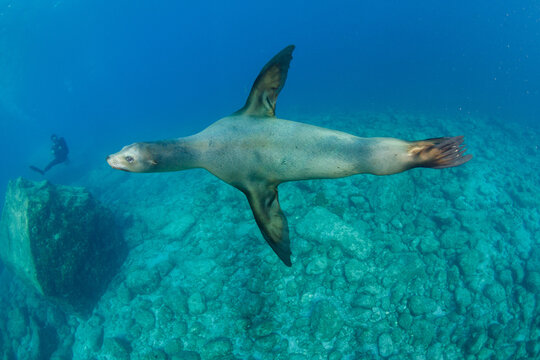 California sea lion
アシカ