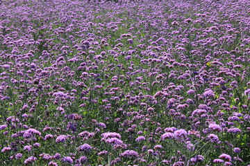 Naklejka premium 無数に咲いている「バーベナ」