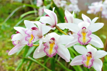 Chinese ground orchid blooming and leaf. closeup shot of blooming orchid flowers in the greenery.