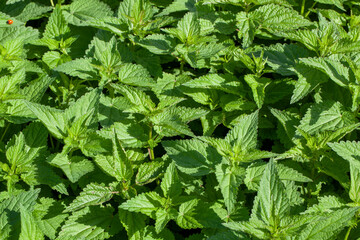 green nettle plants in the summer season