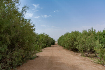 Fototapeta na wymiar Arabian Landscape