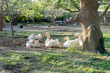 Big white geese free-range geese in the forest orchard © 文普 王