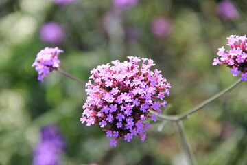 小さな花が密集して球状になっている「バーベナ」の花部分