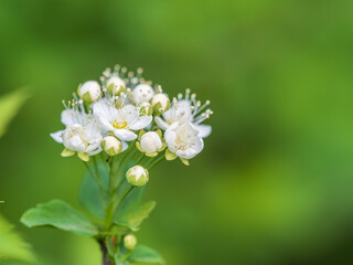Spiraea chamaedryfolia or germander meadowsweet or elm-leaved spirea white flowers with green background.