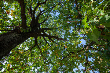 Fototapeta premium foliage of trees in the park in the autumn season