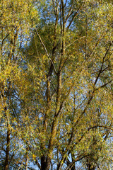 foliage of trees in the park in the autumn season