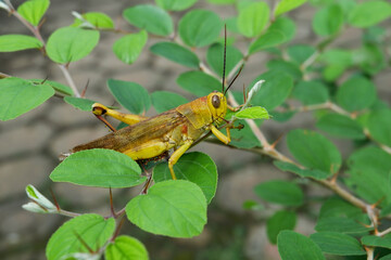 grasshopper on a leaf