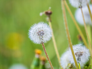 Blowball of Taraxacum plant on long stem. Blowing dandelion clock of white seeds on blurry green background of summer meadow.