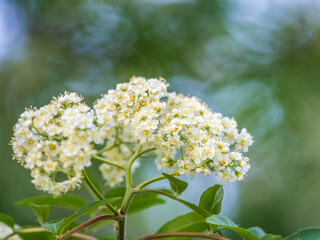 Spiraea chamaedryfolia or germander meadowsweet or elm-leaved spirea white flowers with green background.
