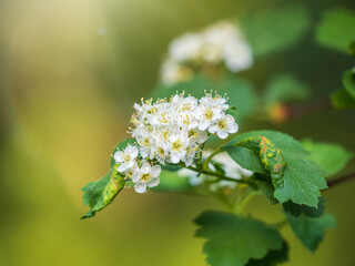 Spiraea chamaedryfolia or germander meadowsweet or elm-leaved spirea white flowers with green background.