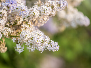 White Blooming Lilac Flowers in spring with blured background