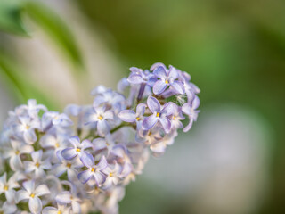 White Blooming Lilac Flowers in spring with blured background