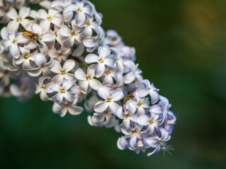 White Blooming Lilac Flowers in spring with blured background