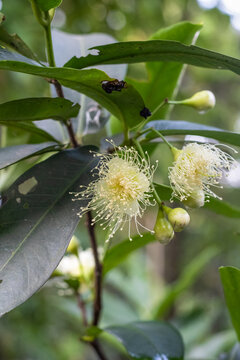 Bloomed white java apple or wax apple flowers on the tree