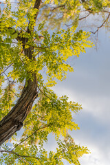 Low angle view of tree branches and leaves in sunlight