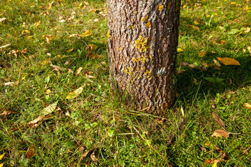 fallen autumn foliage of trees on green grass