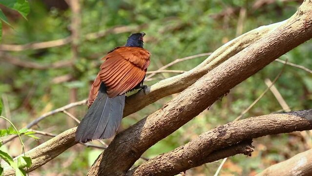 Greater coucal on nature background. Bird. Animals.