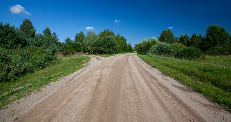 unpaved road with different plants growing on the side of the road