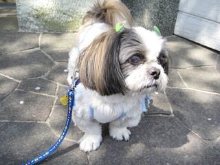 散歩中のシーズー