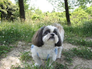 散歩中のシーズー