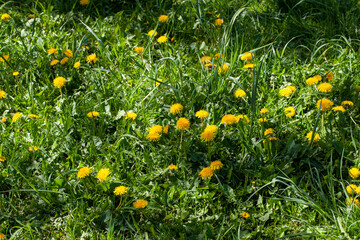 dandelions growing in a field with green grass blooming in spring