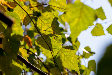 foliage of trees in the park in the autumn season